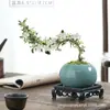 Planta Pequeña en Maceta con Borde Dorado Nieve de Junio Acantilado Raíz Elevada Escritorio Oficina Flor Interior Floración Tronco Viejo Significado Zen Bonsái