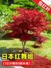 Mudas de Bordo Vermelho Japonês Atacado Quatro Estações Wumei Vermelho Folhas de Bordo em Vasos Pátio Exterior Plantas em Vasos Resistentes ao Frio Jardinagem