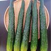 Modelos Simulados de Pepino e Berinjela, Pepinos Falsos, Pepinos Verdes, Milho, Melão Amargo, Adereços para Fotografia, Decorações de Frutas e Legumes para Vitrines