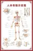 Diagrama del Esqueleto Humano, Cartel de Pared Grande, Diagrama de Órganos, Gráfico de Estructura de Órganos Internos, Gráfico de Puntos de Acupuntura, Póster del Gráfico de Anatomía Muscular Humana
