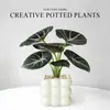 Lírio-do-calla Planta Verde Pequena para Mesa de Escritório Planta em Vaso para Interior Jardim de Infância Celebridade da Internet Calathea Estação de Trabalho Planta Fácil de Cuidar