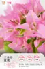 Plántulas de Buganvilia en Maceta con Flores, Plántulas Extra Grandes, Sakura Zhanghong, Interior Balcón, Floración Multitemporada, Enredadera de Alto Nivel
