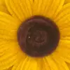 Palito Torcido Terminado Día del Maestro Girasol Tejido Puesto de Regalos Mercado Nocturno Hotel Disparo Decoración de Flores Artificiales