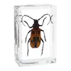 Fabricante de Espécimenes Reales de Insectos, Fábrica de Artesanías de Alta Calidad Operada Directamente, Educación Primaria, Educación Científica al por Mayor, Fideos Instantáneos en Stock