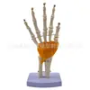 Simulación de Enseñanza Esqueleto Humano de Articulaciones Codo Muñeca Tobillo Hueso Hombro Rodilla Cadera Ligamento Ortopédico Modelo Médico