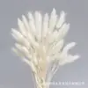 Rabo de Conejo Seco Flor Seca Ramo Flor Real Flor Inmortal Hierba de Cola de Perro Decoración del Hogar Materia Prima Fábrica Disparo Accesorios