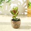 Planta suculenta de simulación creativa en maceta, cactus, flor falsa, planta verde, decoración de escritorio de oficina, envío gratis