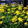 Sementes de Centáurea Perene no Atacado de Várias Regiões, Sementes de Dianthus Multicolores, Flores Medicinais, Flores de Trigo Gigantes, Sementes para Jardinagem