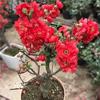 Las Diez Flores Famosas de China Flor de Begonia Maceta Pila Vieja Planta Resistente al Frío Flor Perezosa Fácil de Cultivar Próspera Casa Todo el Año Begonia