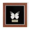 Borboleta Verde Pequena com Asas Reais, Espécie Rara de Verão, Ornamento de Mesa, Espécime de Presente, Arte de Parede Decorativa para Quarto