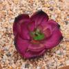 Venta al por mayor Mini Planta Suculenta Cabeza de Flor Artificial Pequeños Accesorios para Arreglos Florales Suculenta Falsa Flor de Plástico Planta Decorativa Planta en Maceta