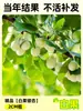 Envío directo de plantones de ginkgo con hojas verde doradas tempranas, adecuados para plantar en patios y villas, se pueden cultivar tanto en el norte como en el sur, grandes árboles ornamentales paisajísticos en macetas