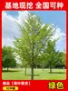 Envío directo de plantones de ginkgo con hojas verde doradas tempranas, adecuados para plantar en patios y villas, se pueden cultivar tanto en el norte como en el sur, grandes árboles ornamentales paisajísticos en macetas