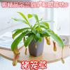 Planta de Hiedra en Maceta de una Pieza para Envío Directo, Orquídea Colgante para Purificación del Aire y Absorción de Formaldehído, Planta Verde Hidropónica Colgante para Interior y Balcón