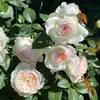 Bolero de una pieza para envío directo, plántulas de flor de rosa, plantas en maceta, florecen en todas las estaciones y son fragantes para balcón y patio, rosas de color rosa claro