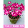 Bulbos de Orquídea de Cabello Recto de Yunnan con Doble Pétalo, Orquídea Ajo, Orquídea Ajo, Semillas de Lirio Gordo, Florales de Jardín
