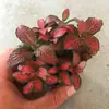 Plantas de Piedra Absorbente Plantas Verdes Piedra de Agua Acuaterrario Tanque de Selva Rocalla Paisajismo Musgo Helecho Micro-paisaje Plantas de Bonsái