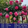 Plántulas de rosa, rosal trepador, árbol con floración extra grande, planta trepadora, flor trepadora para pared de balcón, rosal en maceta, florece todo el año
