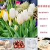 Planta de Tulipa Hidropônica em Vaso Pacote Grande de Bulbos Floridos Flores Bulbosas Resistentes ao Frio de Varanda de Inverno Venda Direta do Fabricante