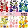Paquete de Hojas de Flores Secas DIY Cristal Epoxi Paquete de Materiales de Flores Hechos a Mano Pegatinas de Flores Prensadas Materiales Plantas Decorativas Muestras Fotografía