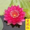 Bloco de Rizoma de Raiz de Lírio d'Água Hidropônico Flor de Quatro Estações Lago Água de Lago Aquático Lótus Lótus com Botões Planta Perene