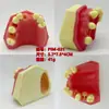 Modelo de Implante Oral Modelo Dentário Dente Levantamento do Seio Maxilar Prática Consumíveis Odontológicos Equipamento Gengivas Macias