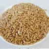 Nuevos productos de temporada Trigo de Henan con salvado harina de trigo material para cerveza grano forrajero puede germinar