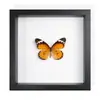 Borboleta Real, Espécie Preciosa de Verão, Borboleta Rara com Asas Verdes Grandes, Ornamento de Mesa, Espécime de Presente, Pintura Decorativa, Porta-Retrato de Borboleta