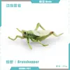Simulación Transfronteriza Modelo de Araña Real Unicornio Insecto Juguetes para Niños Mariposa Abeja Adornos de Animales