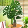 Planta Hidropônica Monstera Planta Verde Purificação do Ar Interno Ave do Paraíso Folha Grande Folhagem Perene de Interior Vaso Tronco Velho
