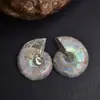 Rebanadas Fósiles de Caracola Natural de Madagascar Adornos de Escritorio Conquitas Muestras Paleontológicas Venta al por Mayor Piedras de Cristal