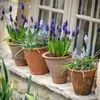 Bulbos de Jacinto-da-Pérsia Importados Perenes Interior/Exterior Varanda Sala de Estar Cultivados em Solo Flores em Vaso Fáceis de Cultivar para Pessoas Preguiçosas