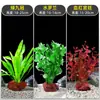 Plantas de Acuario, Decoraciones de Paisajismo con Césped Real, Plantas Aptas para Principiantes, Crisantemo Verde Ciempiés, Plantas de Sombra, Piedra Volcánica, Plantas Verdes Purificadoras de Agua