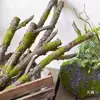 Ornatos Decorativos de Combinação de Galhos e Flores Secas para Paisagismo de Chão, Plantas Verdes para Decoração de Chão de Sala de Estar