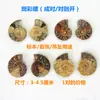 Set de Fósiles Trilobite Pez Lobo Fósil Amonite Resina de Copal Nautilus Diente de Tiburón Fósil Real