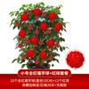 Ano novo casamento sala decoração vermelho pequeno lanterna ornamentos ao ar livre cena interna layout inauguração palácio lâmpada xi personagem estilo chinês