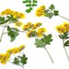Flor de Crisantemo Silvestre Flor Seca Material Desconcertado DIY Flor Verdadera Espécimen de Planta Marcador en Relieve Cara Flor Seca Decorativa