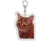 Expresión creativa de perro gatito llavero recuerdo rana acrílico foto perro colgante accesorios para mascotas