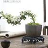 Planta Pequeña en Maceta con Borde Dorado Nieve de Junio Acantilado Raíz Elevada Escritorio Oficina Flor Interior Floración Tronco Viejo Significado Zen Bonsái