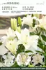 Bulbos de Lírio de Outono de Floração Dupla, Mudas de Flores de Floração Simples, Lírios Perfumados Comprados Diretamente da Holanda, Canhão de Ferro, Plantas de Vaso para Iniciantes do Pátio Karie