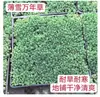 Sedum Erecta, una planta china, es de hoja perenne, resistente al frío, tolerante a la sequía, fácil de mantener, una cubierta vegetal para jardineros perezosos, una planta perenne, adecuada para la vegetación de azoteas y es una planta suculenta.
