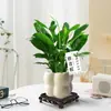 Bambu da Sorte, Bambu Lótus, Plantas em Vasos para o Escritório, Plantas que Simbolizam Avanço na Carreira, Bambu Micro-Paisagem, Plantas Verdes de Mesa, Bonsai Fácil de Cuidar