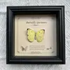 Marco de Fotos con Foto de Espécimen de Mariposa Real Elegante Madera Decorativa Pintura Muebles para el Hogar Marco de Fotos Retro Europeo Mesa Regalo de Cumpleaños