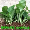 La Maceta No Contiene Potos. Las macetas para plántulas hidropónicas no contienen suficientes nutrientes para soportar macetas de hojas grandes en el dormitorio. Las plántulas de Potos son fáciles de cultivar