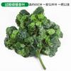 Folha de ginkgo varanda interna folha de árvore falsa galho de plástico engenharia paisagismo casamento decoração de flores falsas planta verde