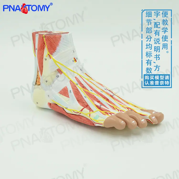 9部件脚01
