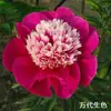 Plántula de Flor de Peonía con Capullos Rizoma Grande Siembra Cuatro Estaciones Floración Flores Perennes Plantas de Maceta Altamente Fragantes Peonía de Doble Pétalo Semilla Bulbo