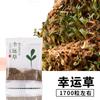 Rocalla de piedra Shangshui bonsái piedra absorbente planta planta verde semilla de hierba cálamo paisaje micro interior maceta musgo polvo de esporas