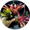 Piña Llena de Agua Linda Piña Colorida Tanque de Selva Tropical Plantas Acuáticas Ecológicas de Agua y Tierra Tanque para Reptiles Paisajismo Plantas Comunes