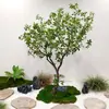Set de paisajismo Platycladus orientalis, árbol artificial grande de pie para interiores, nuevo jardín de estilo chino, paisaje seco, planta verde para escaparate, árbol de paisaje